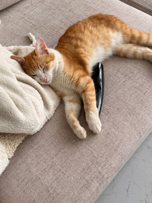 Котенок 4 месяца Бендер ищет дом