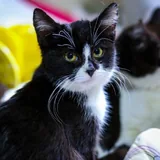 Кошка и кот 3