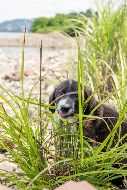 Щенок добермана мальчик 4 месяца 2