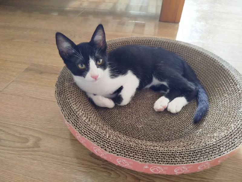 Чёрно-белый котёнок 4 месяца в добрые руки 3