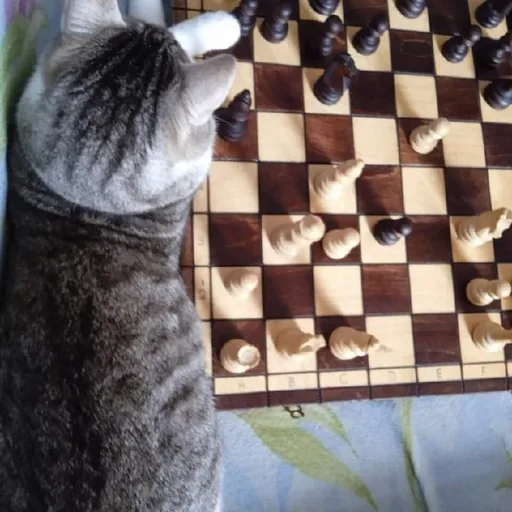Передержка котов, уход за котиком