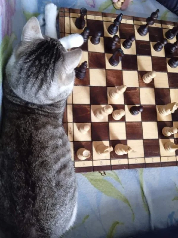 Передержка котов, уход за котиком