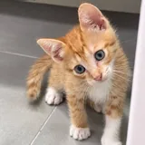 Котёнок Ирис 4