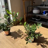 Замиокулькас, комнатные растения 8