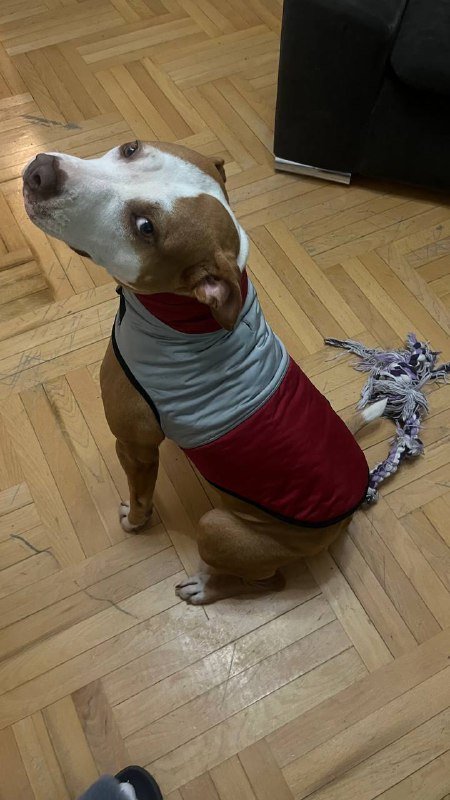 жилетка для собаки THE DOG FACE 3