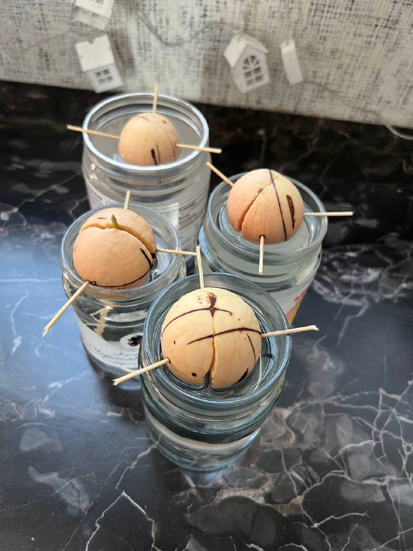 Авокадо с корешками для посадки