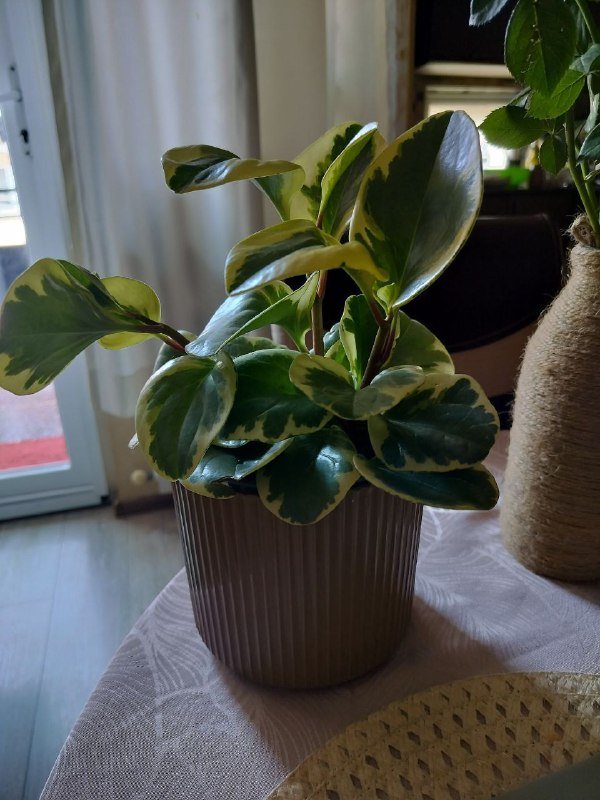 Пеперомия, Декабрист, Толстянка, Очиток краснокрашеный большой, Очиток маленький