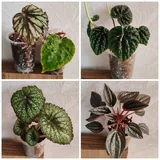 Комнатные растения 6