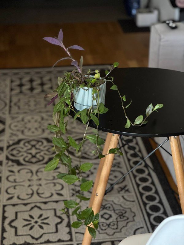 Цветы в горшках, Толстянка, Фикус, Спатифиллум, Алоэ, Бегония 6