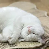 Белый кот 3