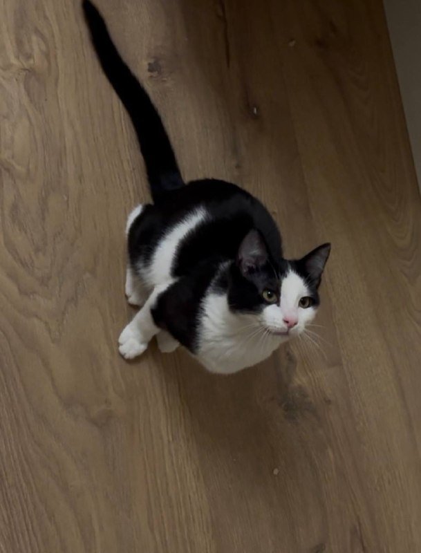 Котенок Панда 5 месяцев мальчик Бесплатно 4