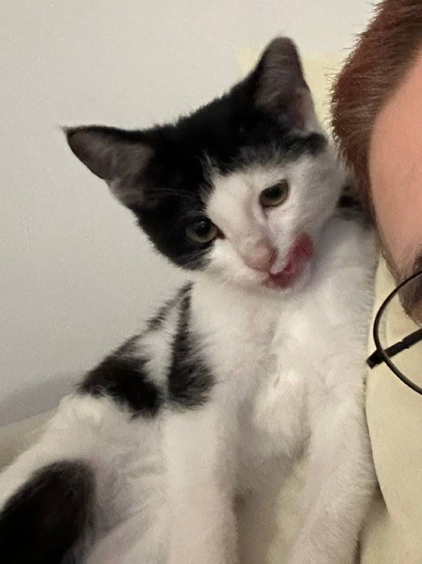 котенок Тюша с переноской, домиком и игрушками 2