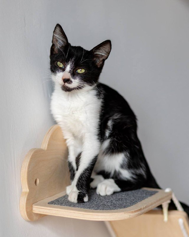 Котёнок Оскар ищет дом 5