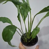 Кактусы, суккуленты, комнатные растения, монстеры, руэллия 6