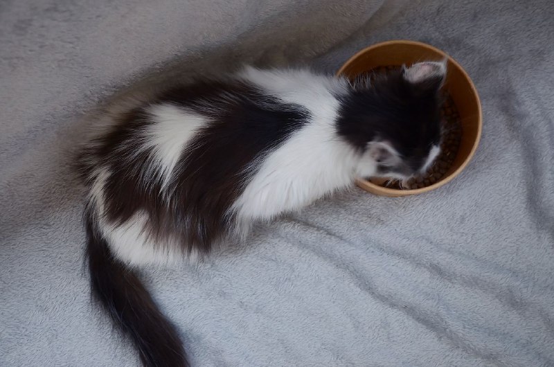 Котенок Ромби в поисках дома 4