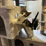 Котенок Космо, бесплатная передержка 5