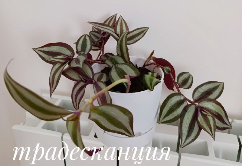 Суккуленты, Красула, Декабрист, Пеларгония, Традесканция 6