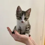 Kitten looking for a home 1