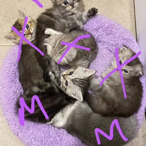 Шотландские котята