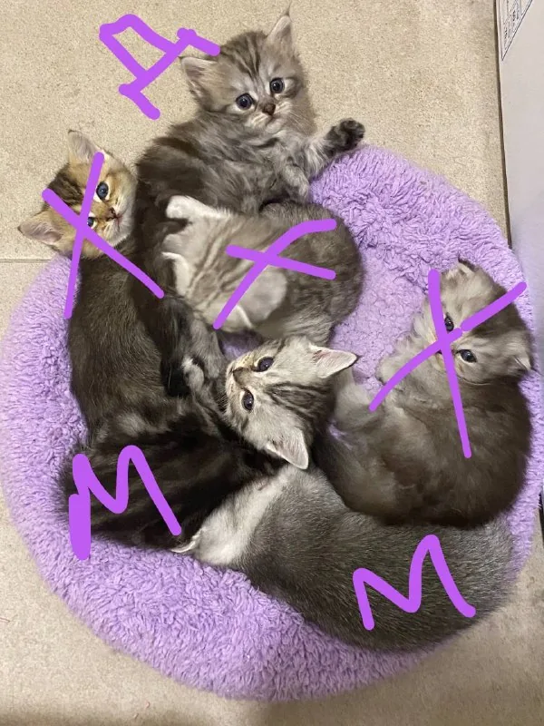 Шотландские котята 1