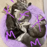 Шотландские котята 1