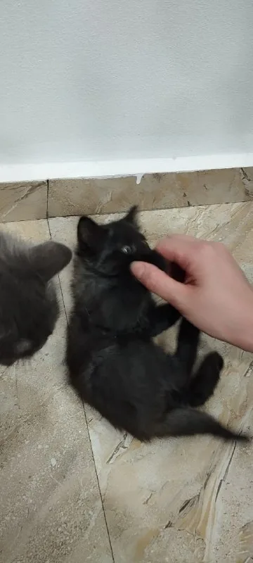 Котенок 1