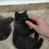 Котенок 1