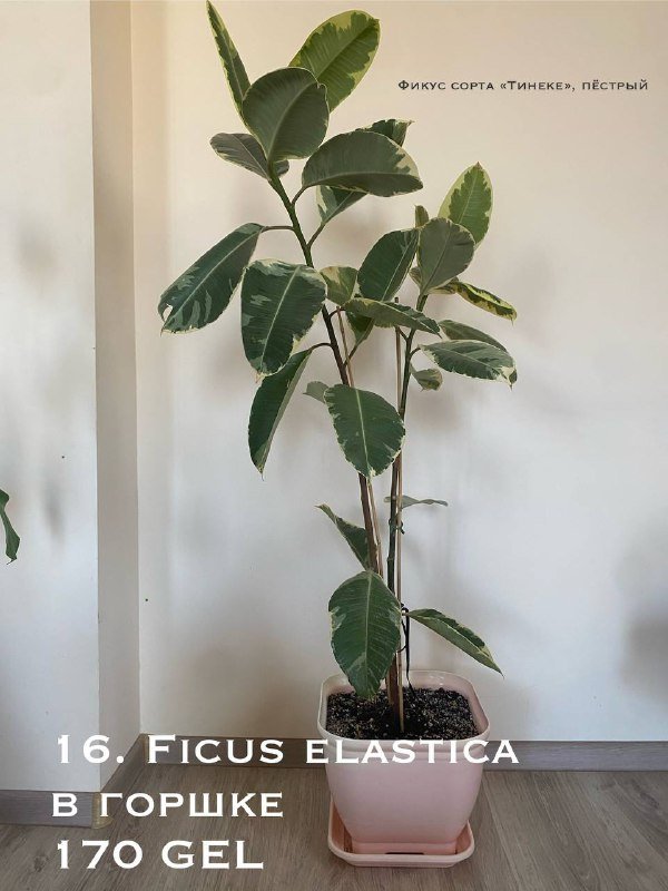 Цветы в горшках 2