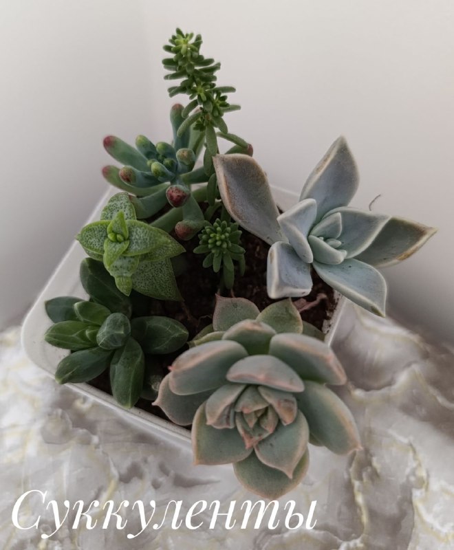 Суккуленты, Красула, Пеларгония, Декабрист, Традесканция 6