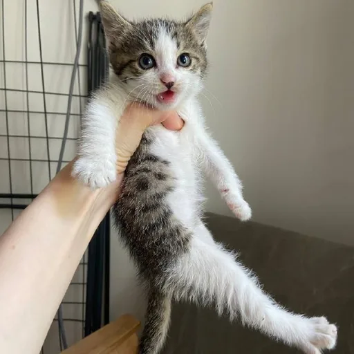 Котенок