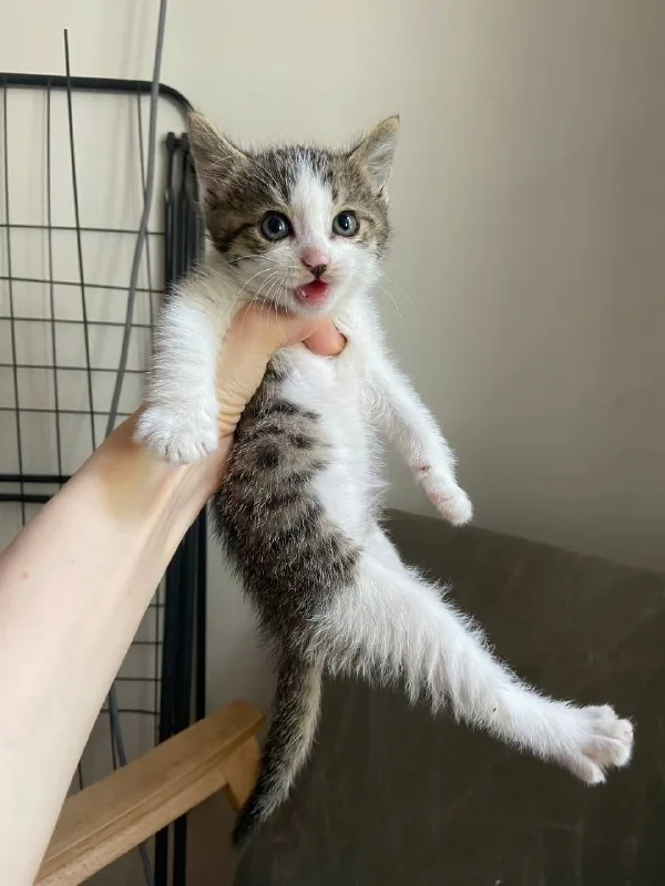 Котенок 1