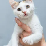Котенок Лёля 4