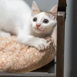 Котенок Лёля 3