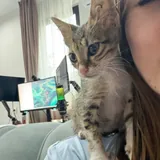 Котёнок 2