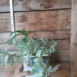 Комнатные растения 1