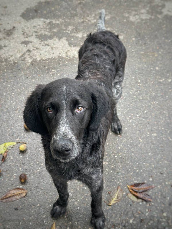 Щенок сеттера, 1 год, ищет дом 2