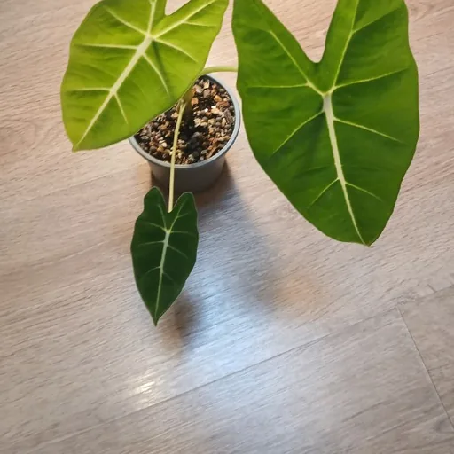 Alocasia Frydek