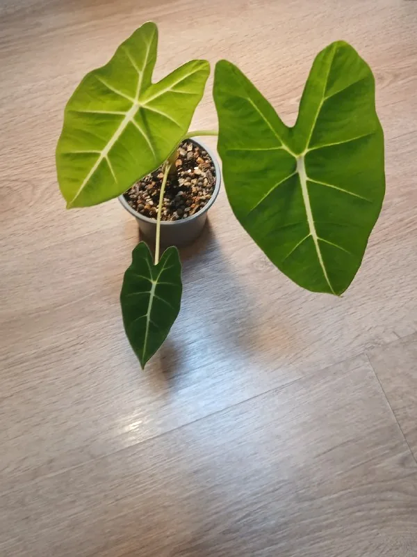 Alocasia Frydek