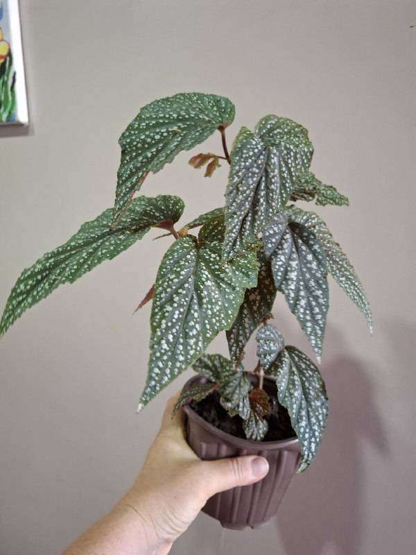 папортник в подвесном горшке, фикус, шеффлера, мини монстера, монстеры 9