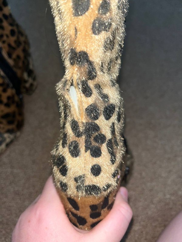 Леопардовые и черно-белые обувь 37 размер 2