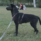 Щенок ищет любящую семью 2