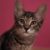 Котёнок Маршалл 2