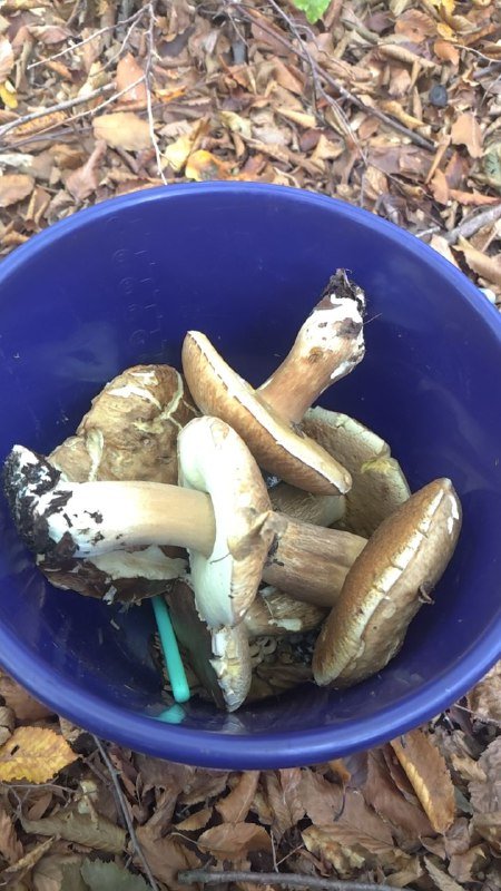 Белые грибы лесные