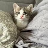 Котёнок 2