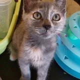 Котята, Элли, Вафля, Торти 2