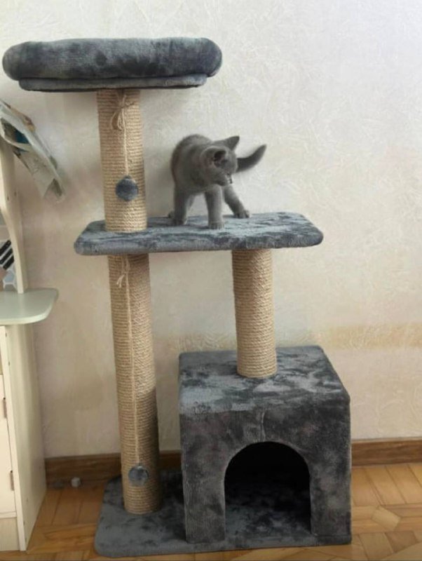 Когтеточка новая