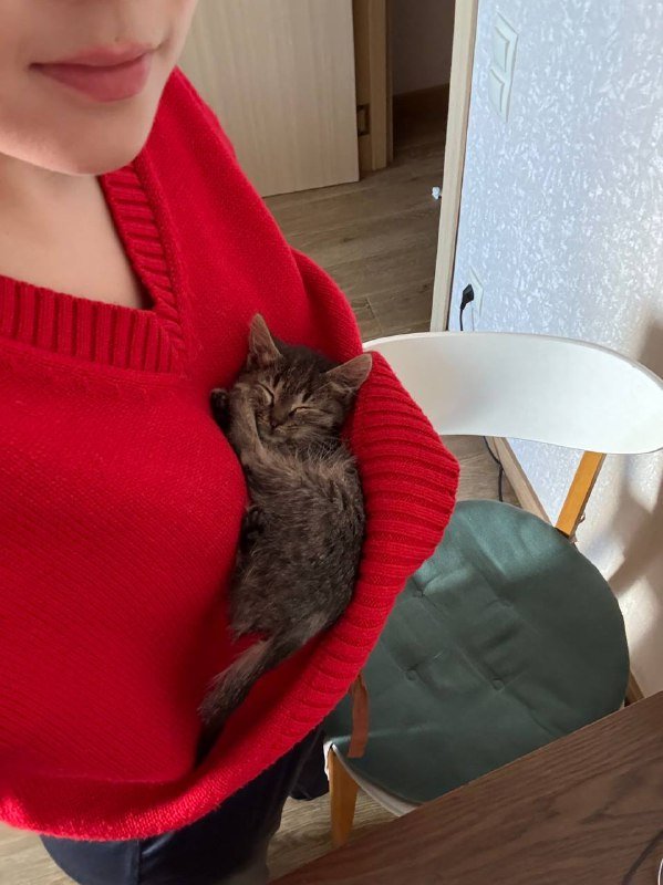 Котенок девочка 1.5 месяца, приучена к лотку 4