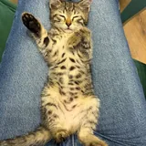 Котенок Синди 2