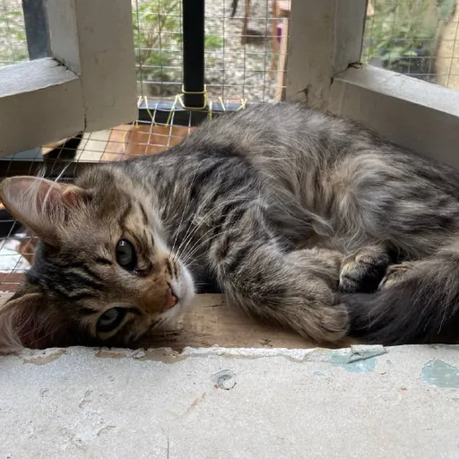 Котята, кот