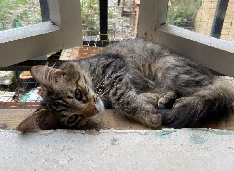 Котята, кот 1